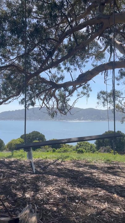Hippie Tree - Hiking Near Me - Tiburon, California