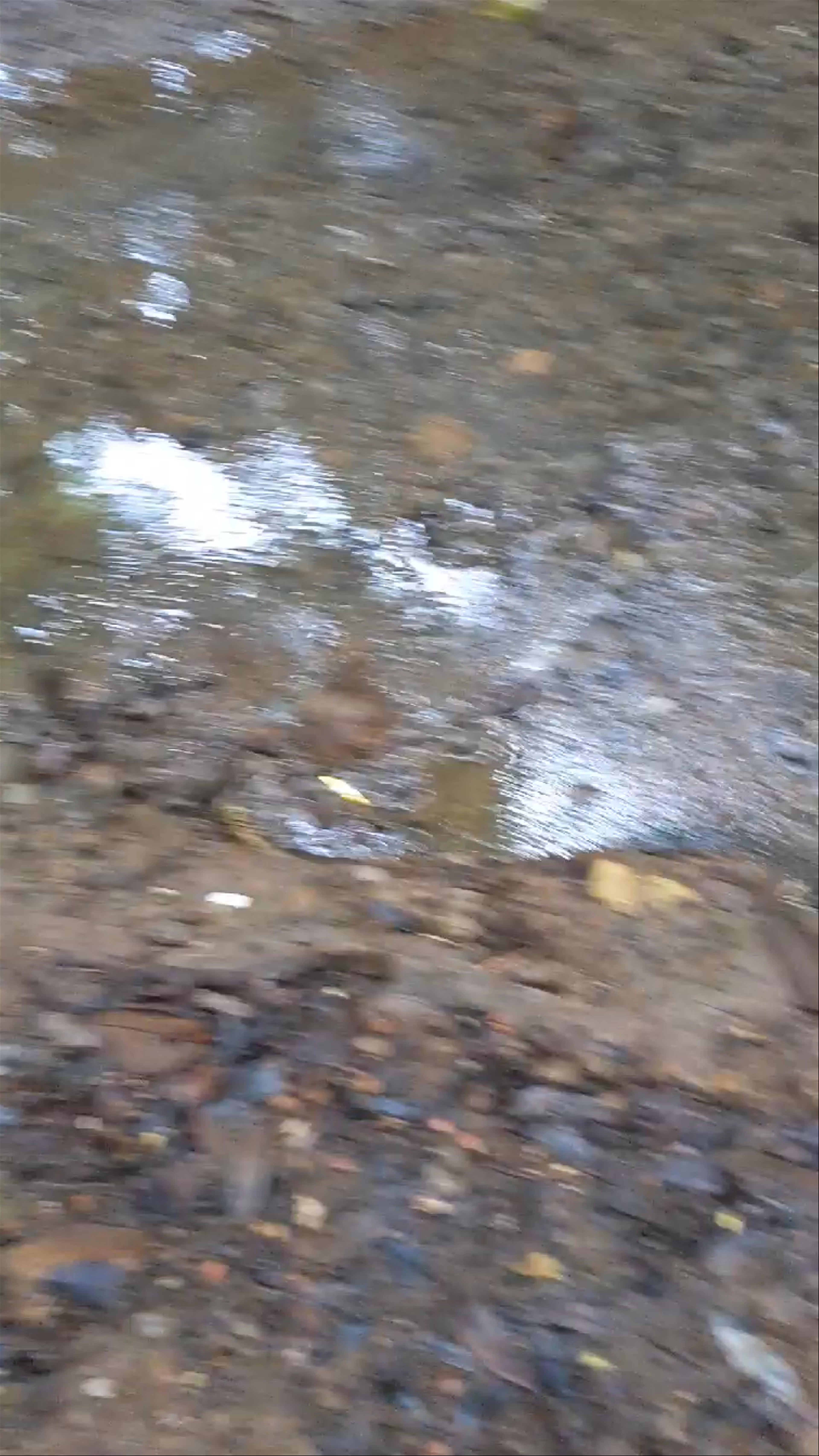 Ficus Root Bridge Free Trailhead