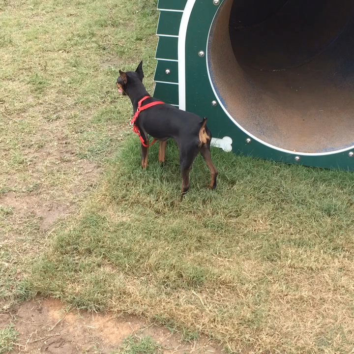 Mickey's Dog Park - Taking a quick break before sprinting again. - Dog Parks Near Me - Killeen, Texas
