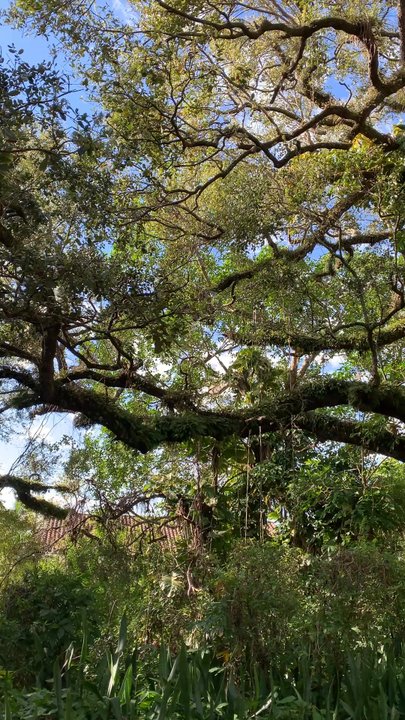 Pine Island Ridge - Beautiful oak trees all along the trail - Parks Near Me - Davie, Florida