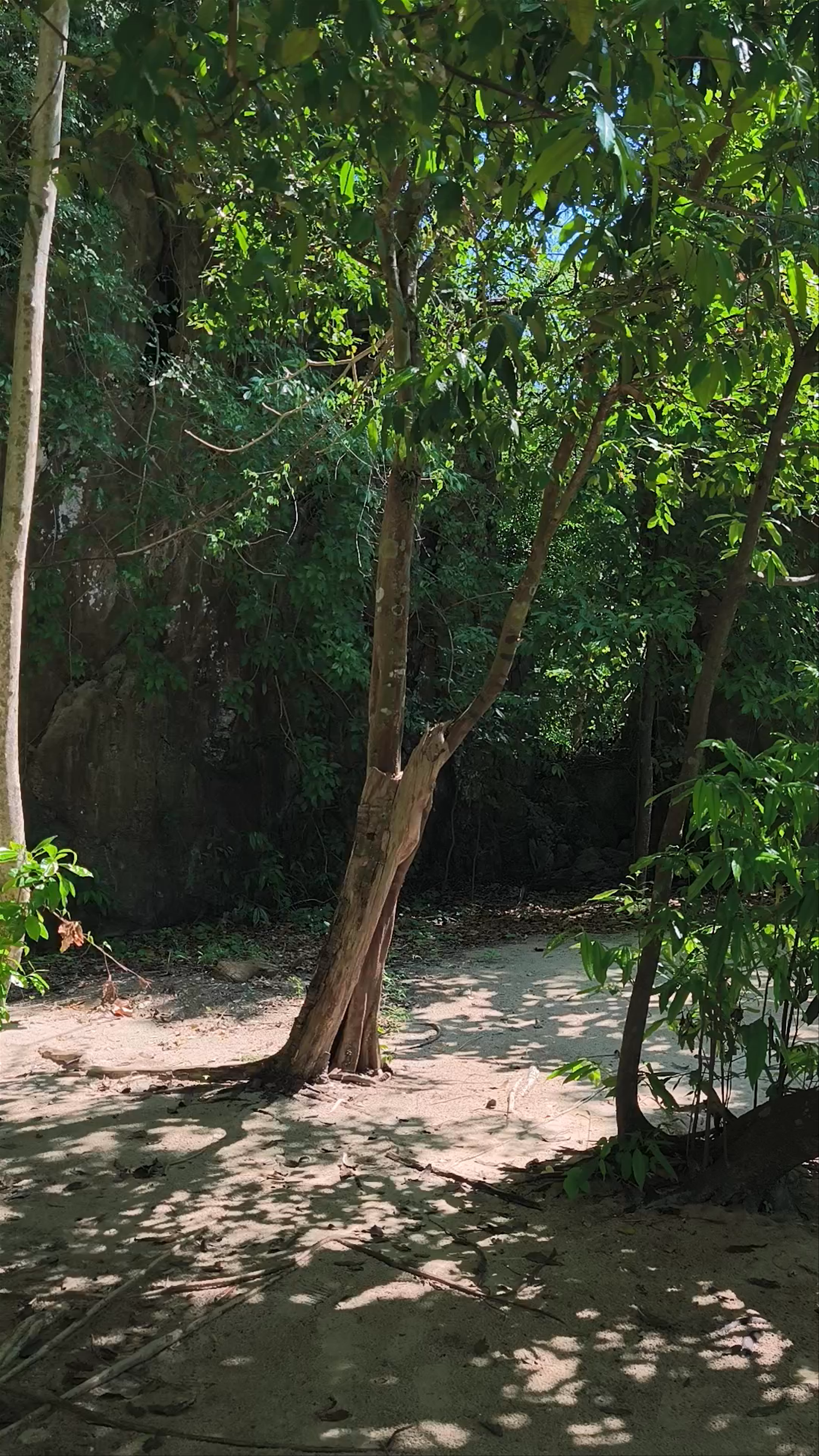 Than Bok Khorani National Park