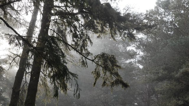 Trees in the misty forest