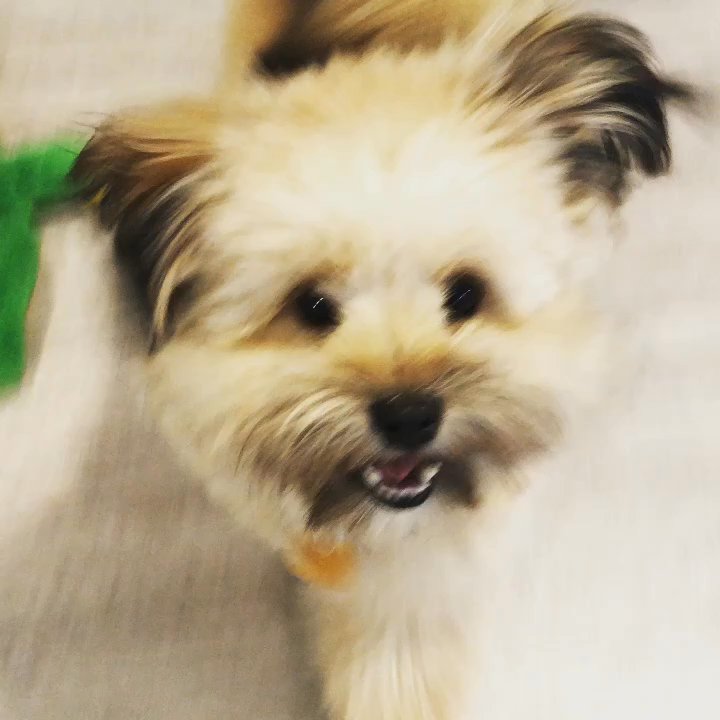 Prairie Pawz - Pet Boarding Near Me - Sun Prairie, Wisconsin