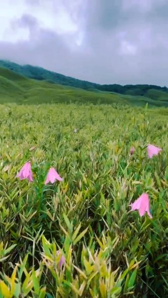 Photo of Dzukou has started b