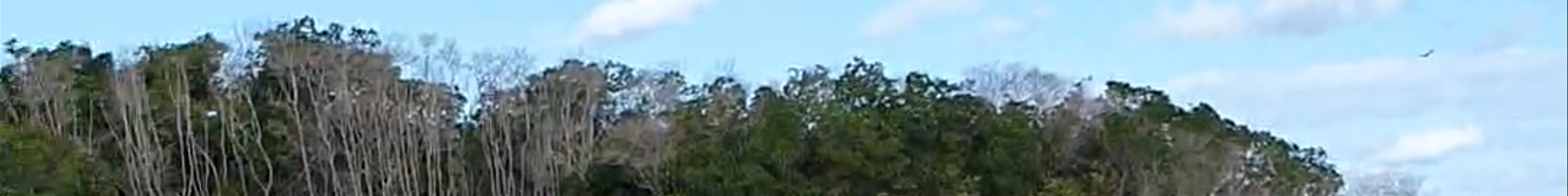Tours & experiences in Río Lagartos