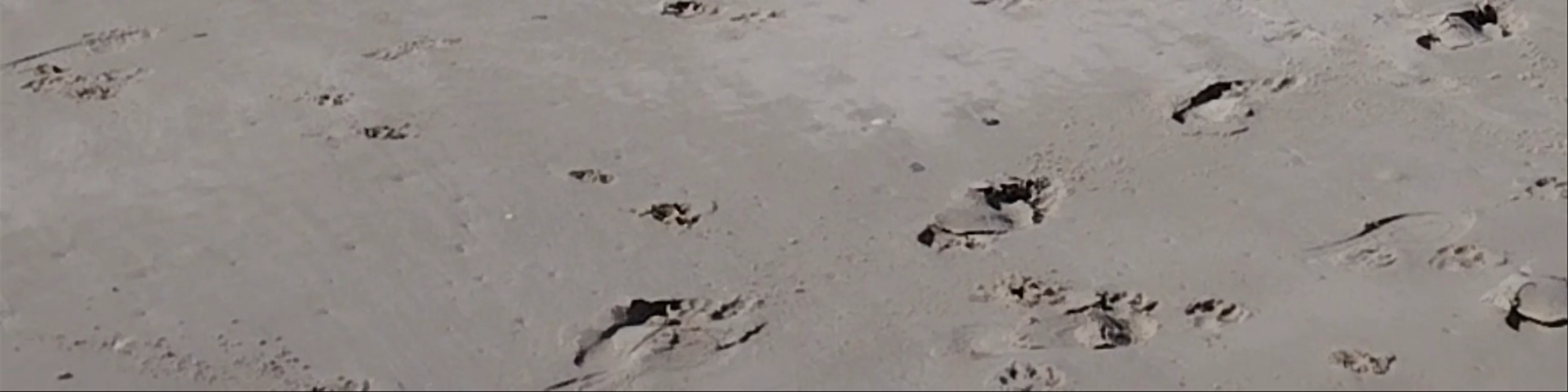 Playa Valdevaqueros
