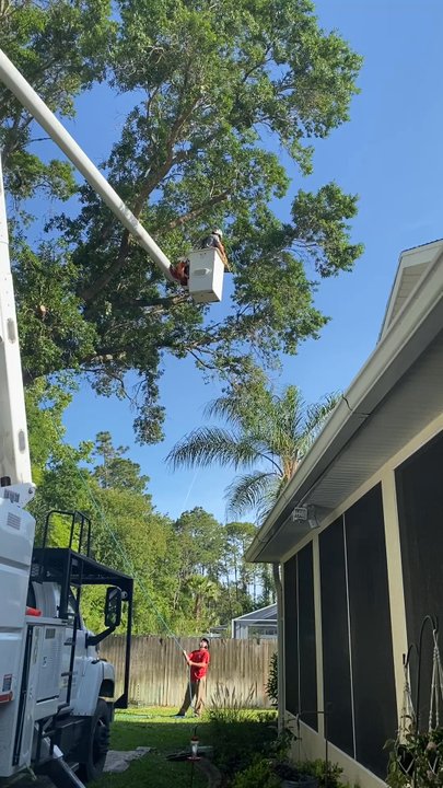 Affordable Tree & Landscape - Great job with care - Tree Services Near Me - St. Augustine, Florida