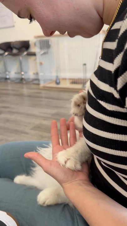 Kittens Up - The first meet! - Pet Breeders Near Me - Pembroke Pines, Florida