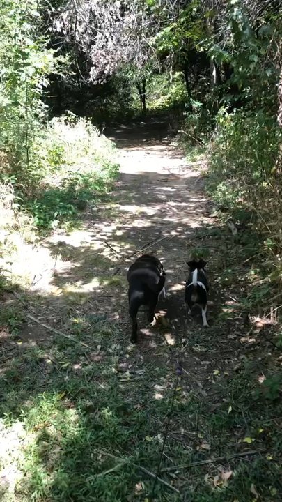 Loyd Park - Walking on a trail with our dogs. - Parks Near Me - Grand Prairie, Texas