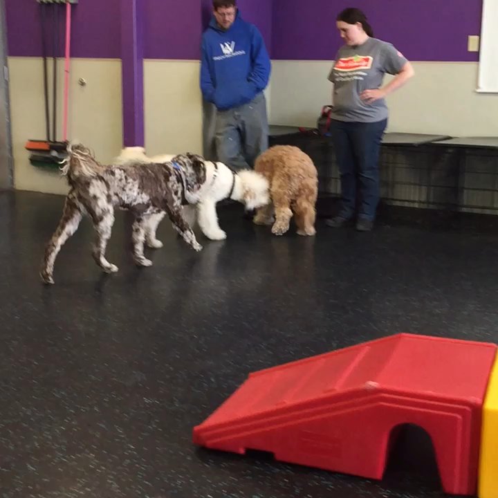 Dogtopia - Doodle romp! - Pet Sitting Near Me - La Vista, Nebraska