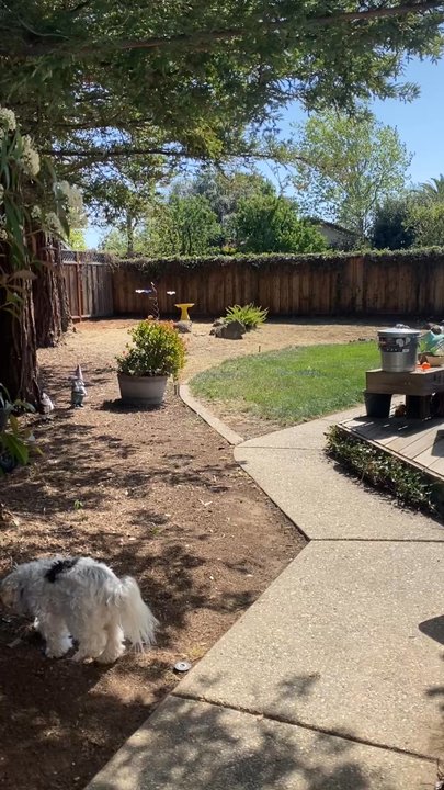 Brothers Tree Services - The backyard after their awesome work. EVERYTHING was overgrown - Tree Services Near Me