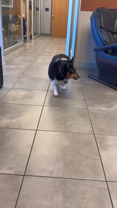 Trophy Performance - Jarvis, the local Porsche Pup - Auto Repair Near Me - Las Vegas, Nevada