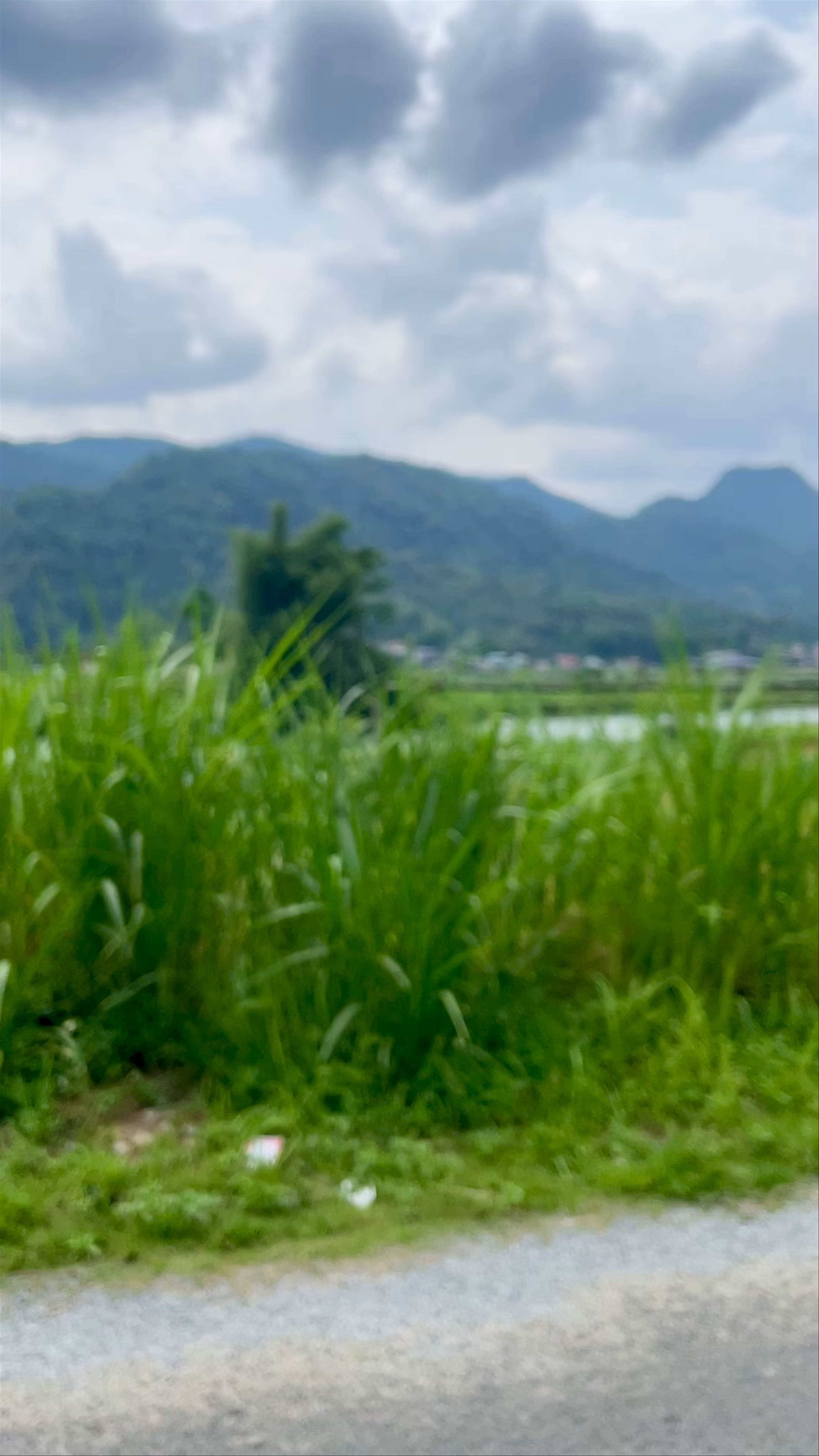 Viewpoint - Thung lũng Lùng Tám