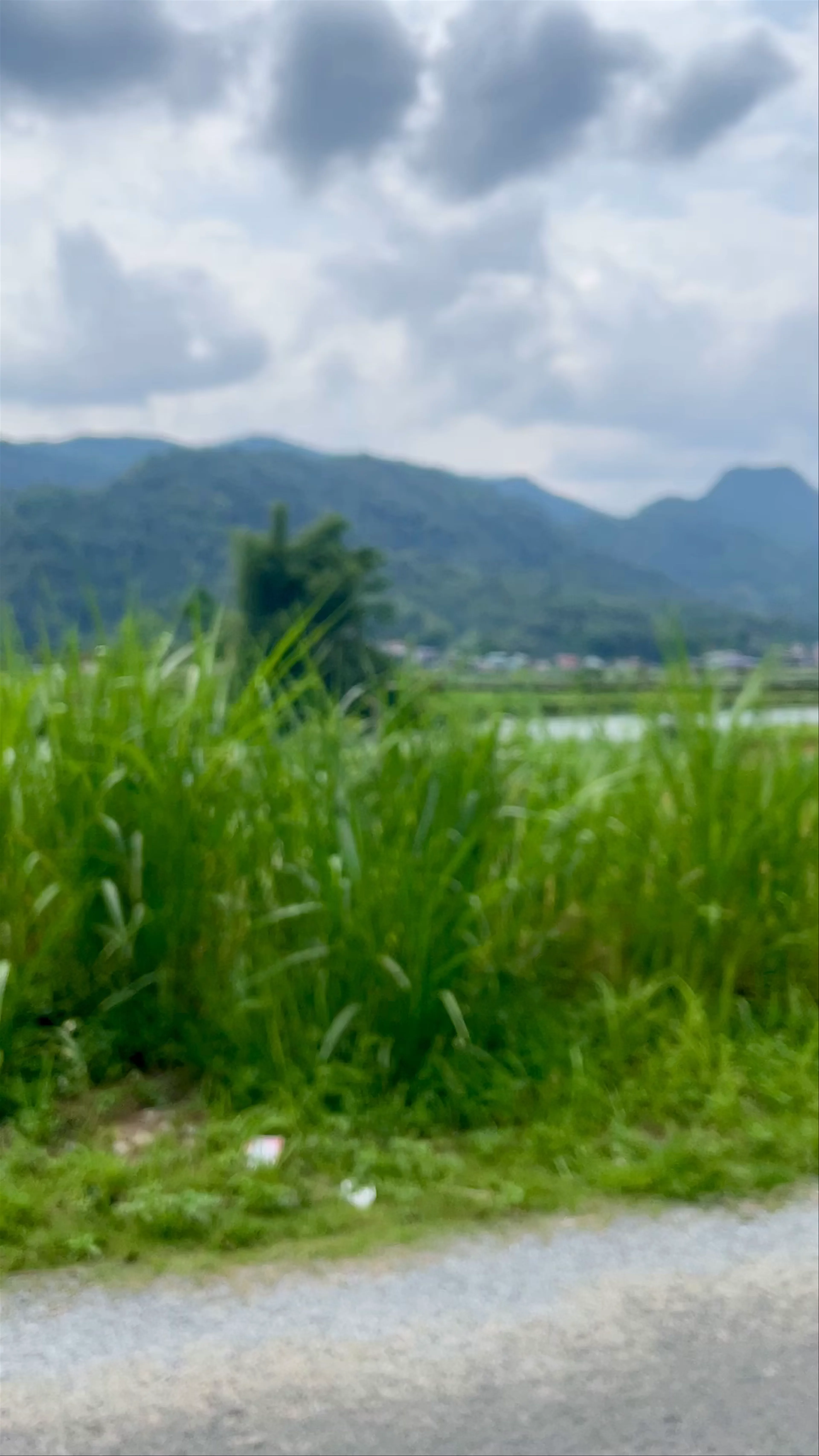 Viewpoint - Thung lũng Lùng Tám
