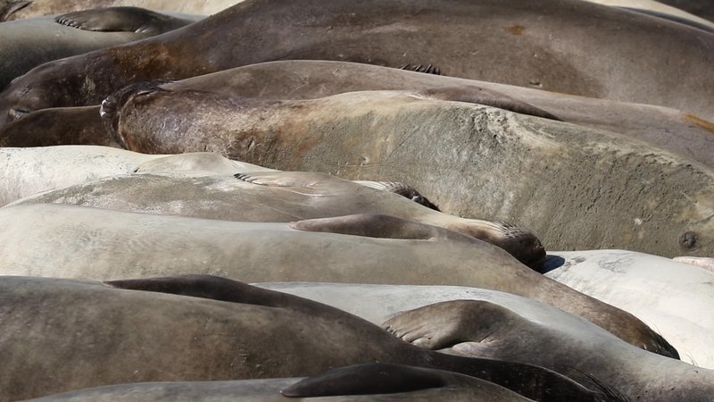 Hawaiian Monk Seals poster