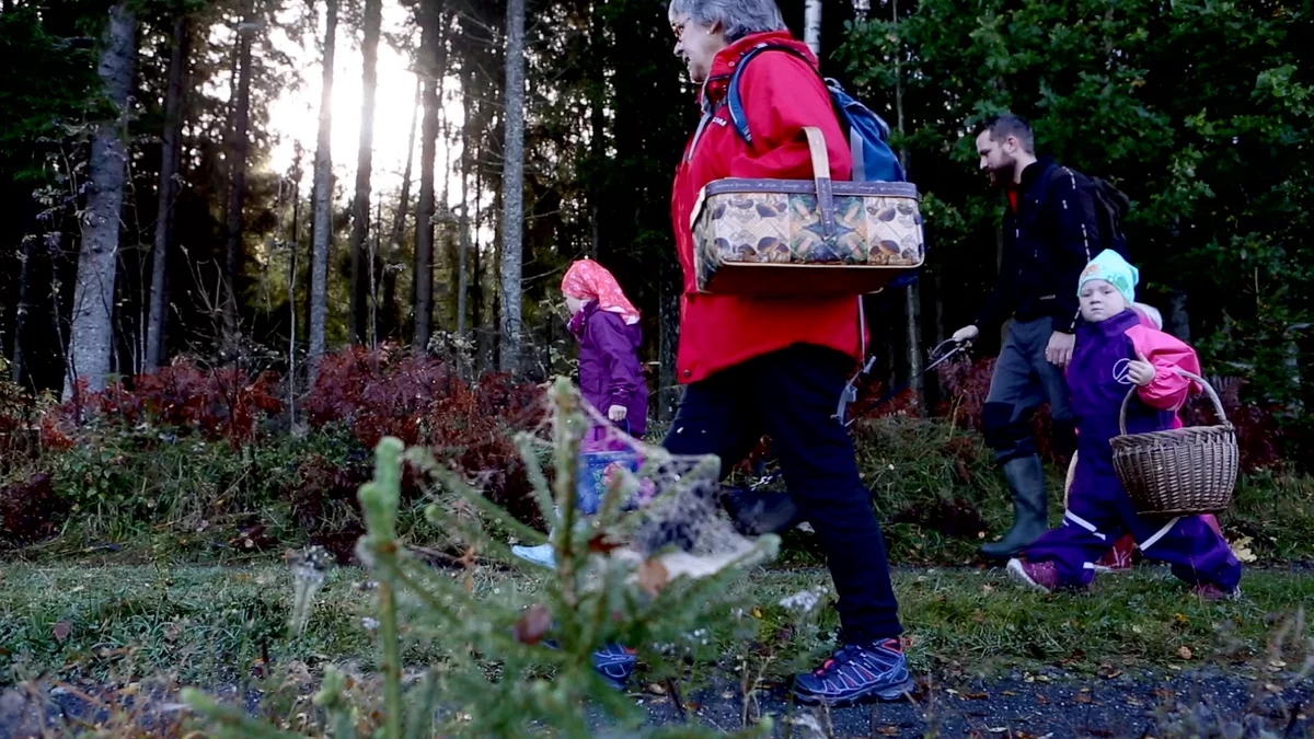 På skattejakt etter skogens gull