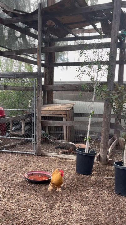 Whitfill Nursery - rooster and peacocks - Nurseries & Gardening Near Me - Phoenix, Arizona
