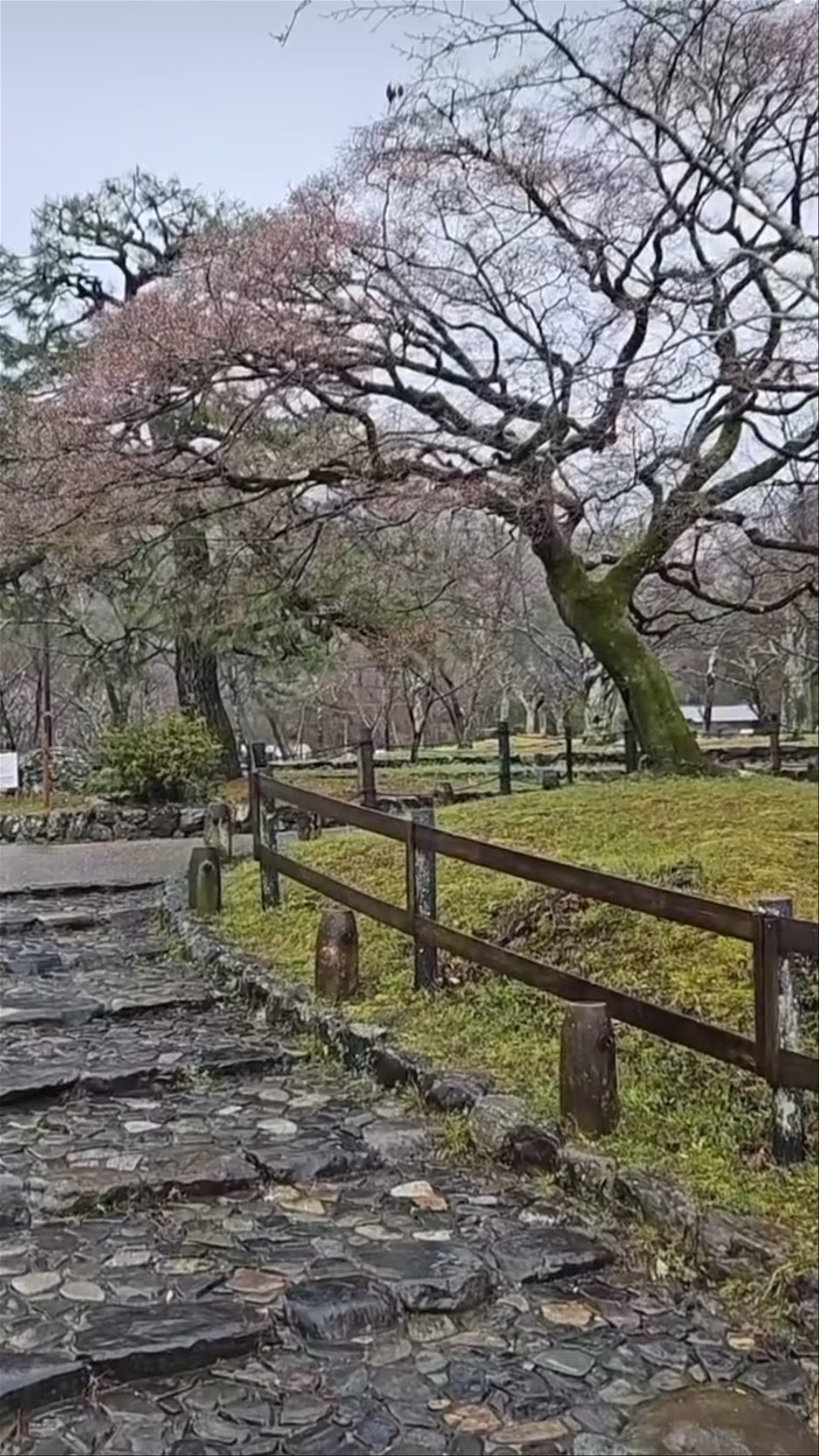 Serene Early Spring Walk at Maruyama Park, Kyoto