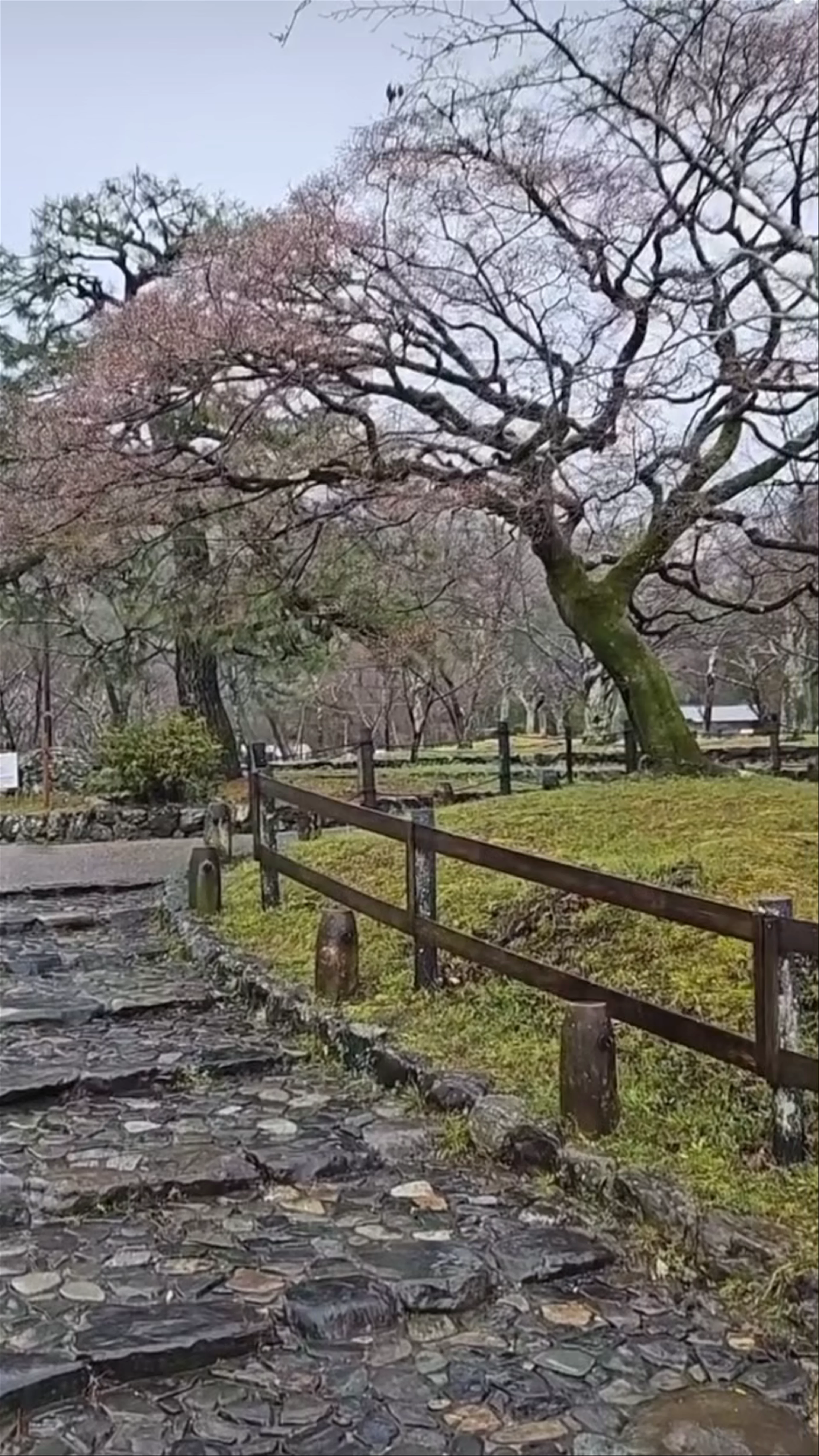 Maruyama Park, Maruyamachō, Higashiyama Ward, Kyoto, Japan