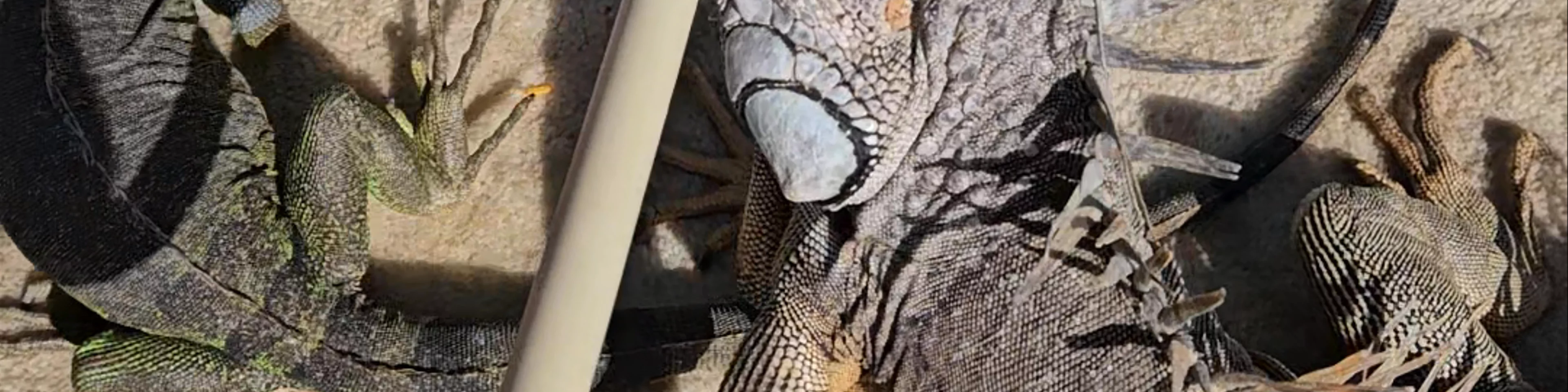 Iguanas