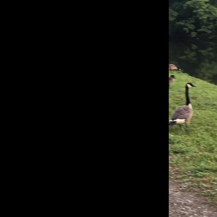 Thousand Trails Hershey - Don't get too close to the geese. They stand their ground!! - Campgrounds Near Me - Lebanon, Pennsylvania