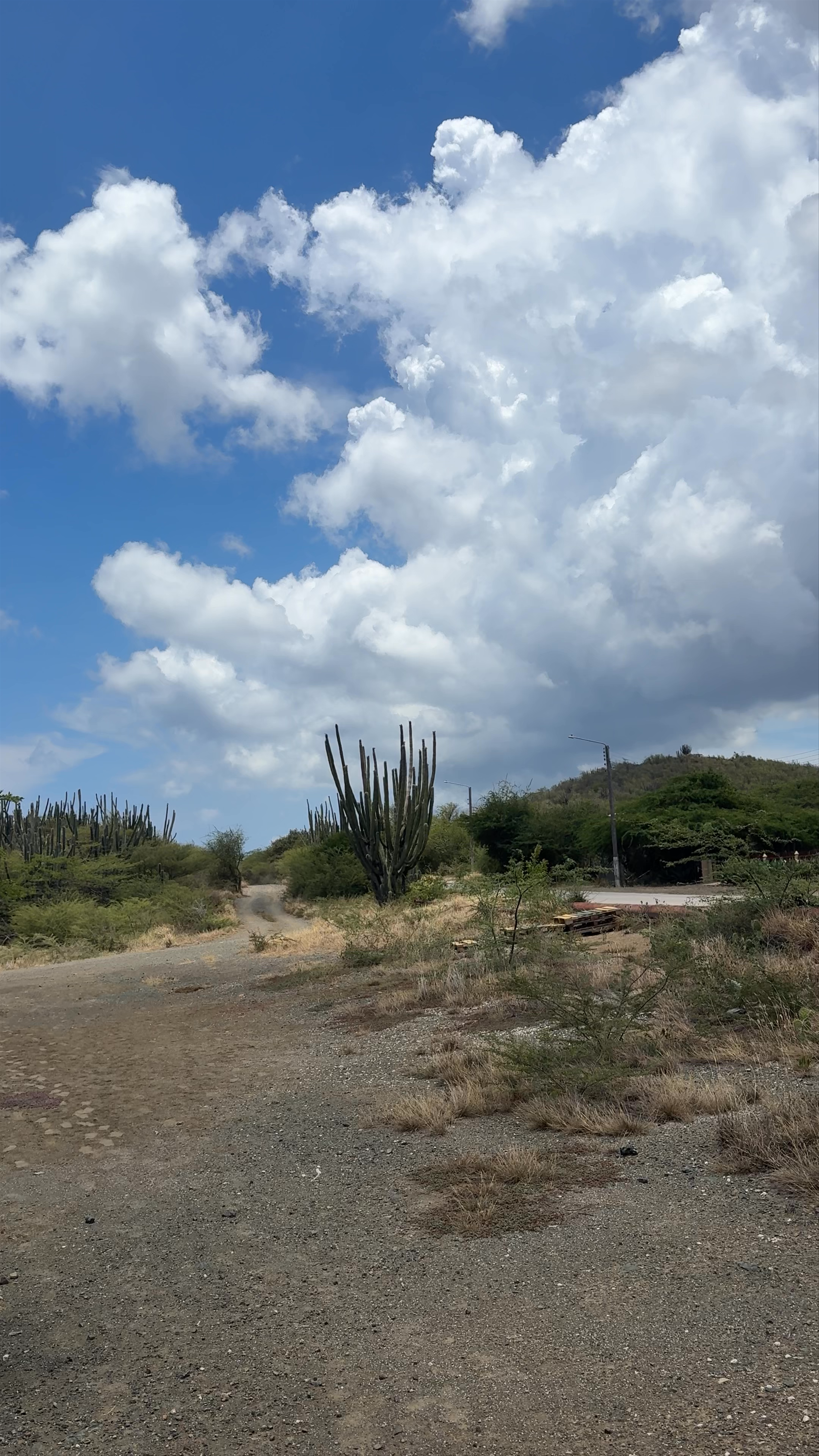 Flamingo Habitat Parking