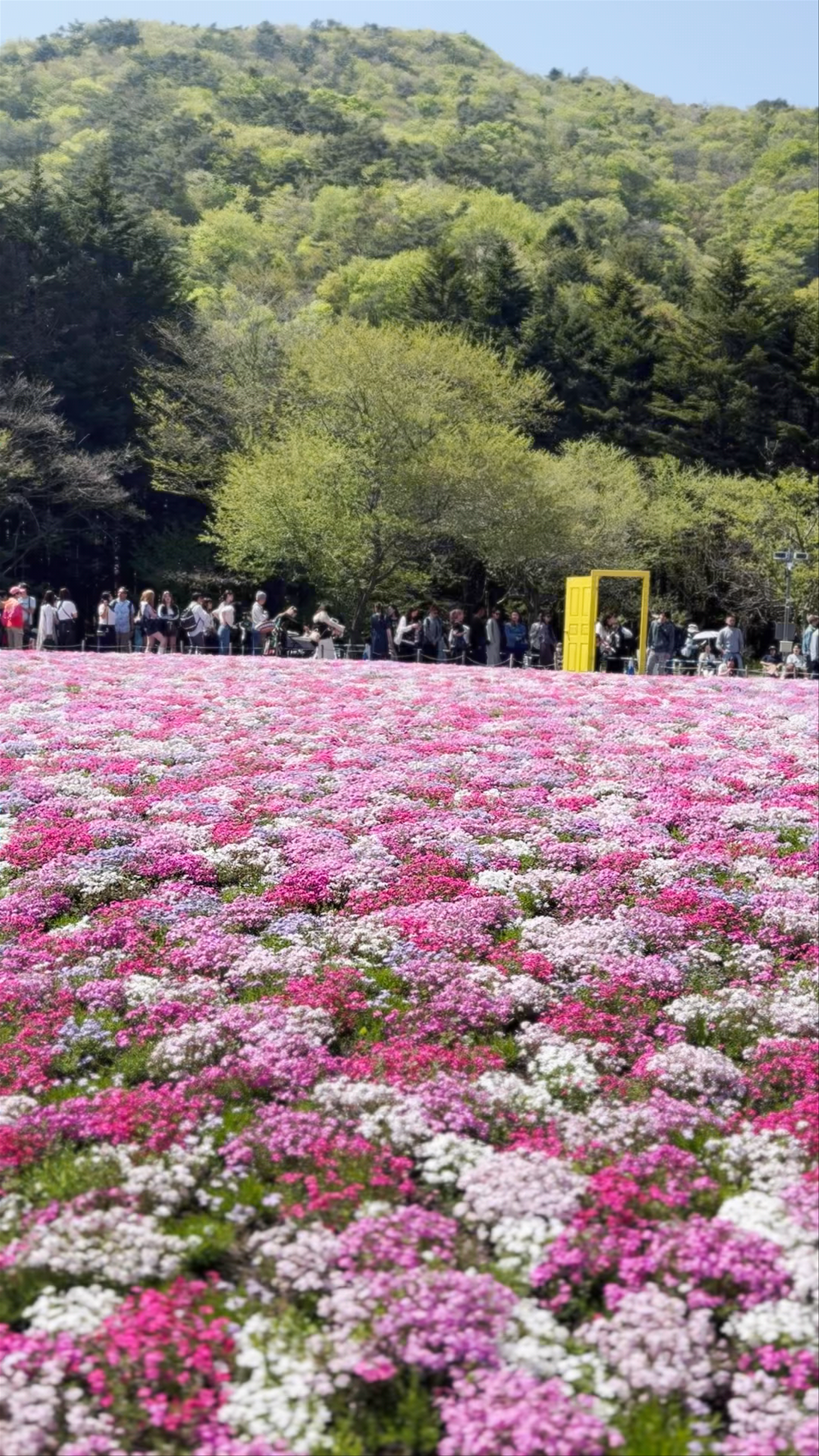 Fuji Shiba-sakura Festival Observation Deck