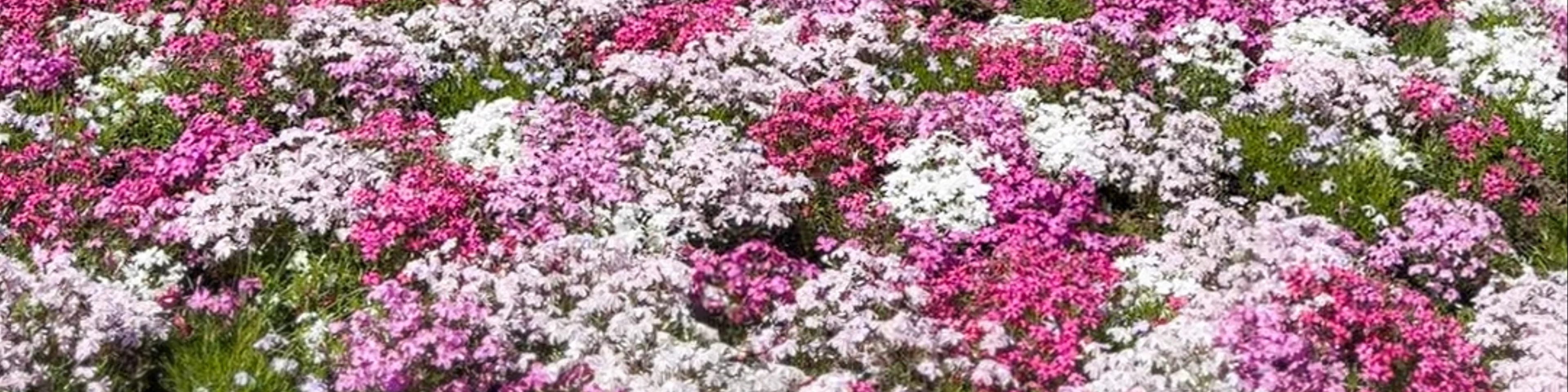Fuji Shiba-sakura Festival Observation Deck