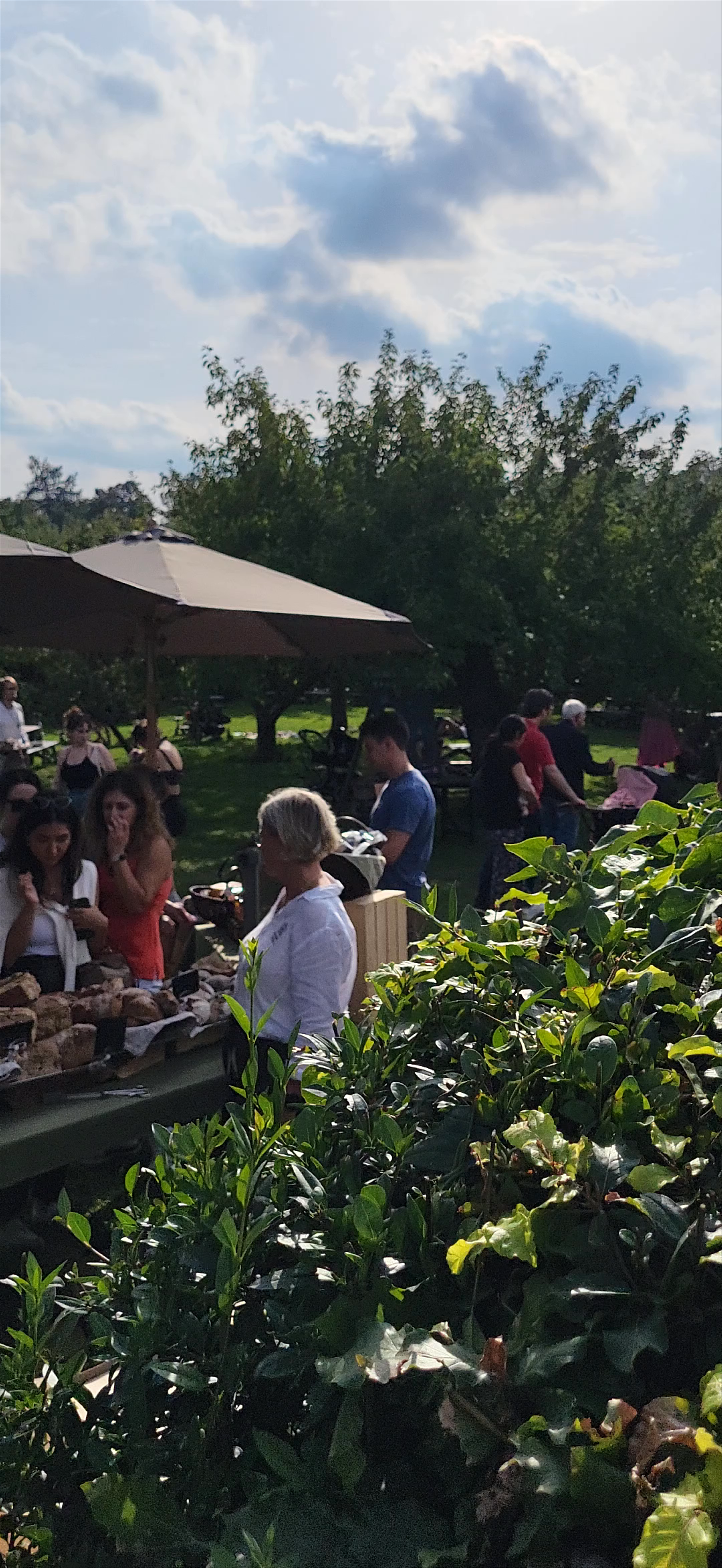 Rosendals Trädgård