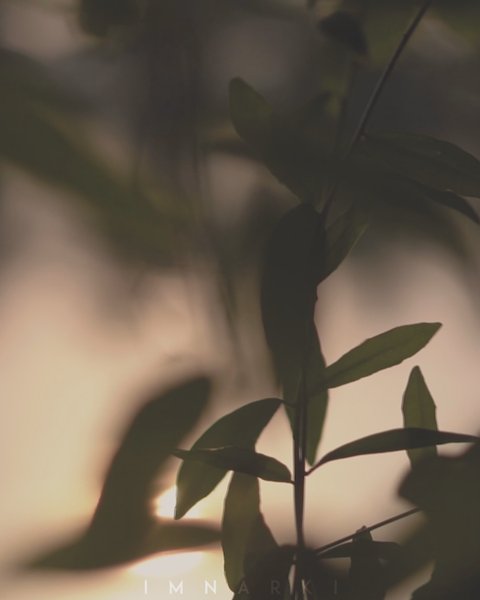 Photo of #TripotoTravelReels 