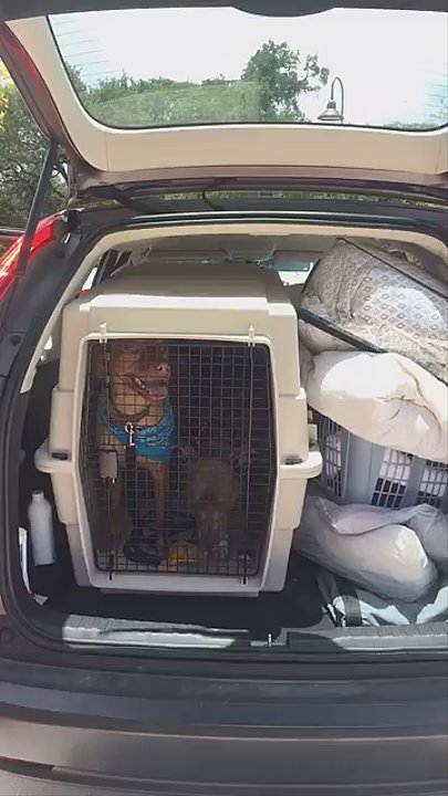 Austin Moving Forward - Movers Near Me - Austin, Texas