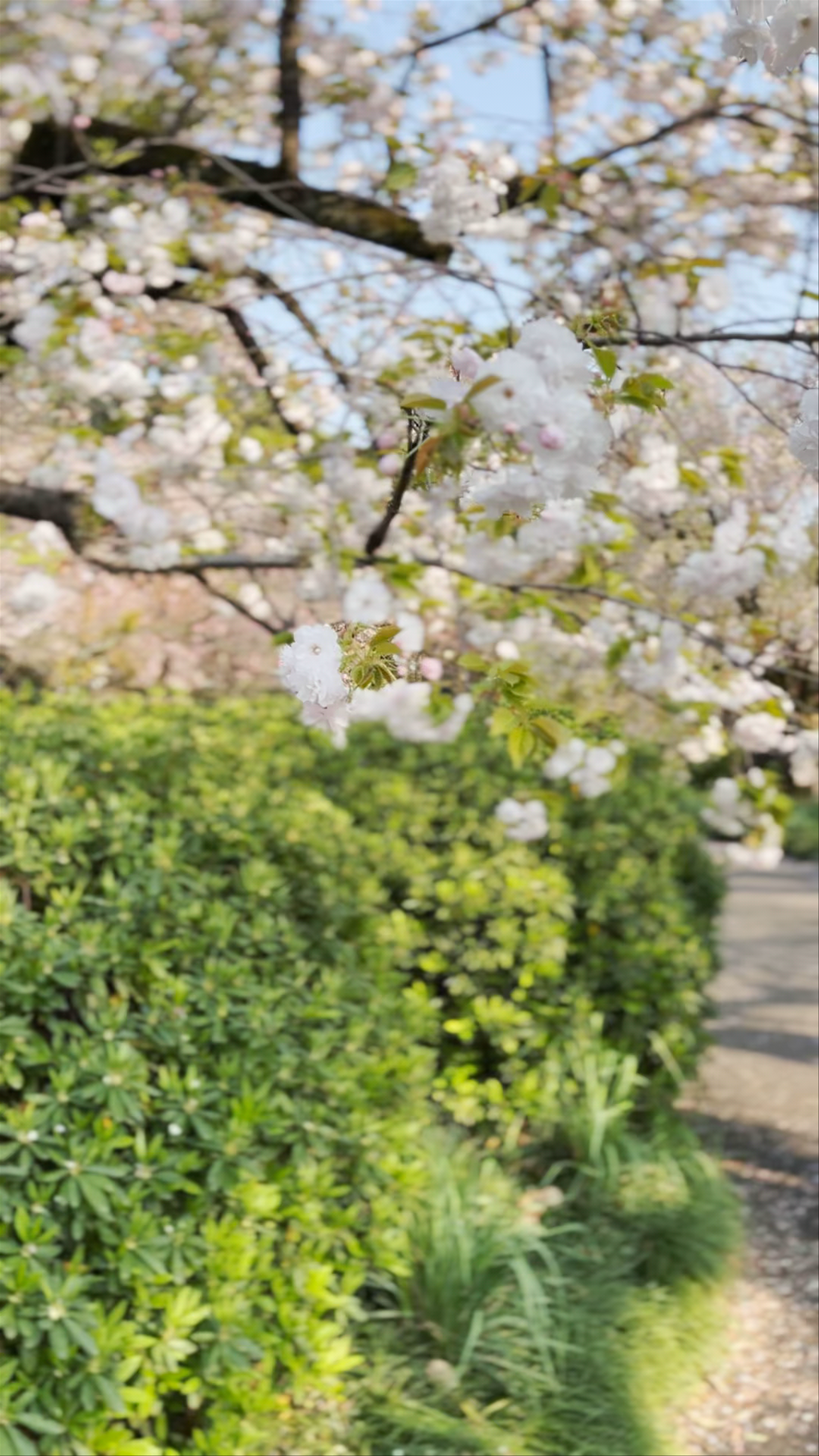 Springtime Serenity at Shinjuku Gyoen National Garden, Tokyo