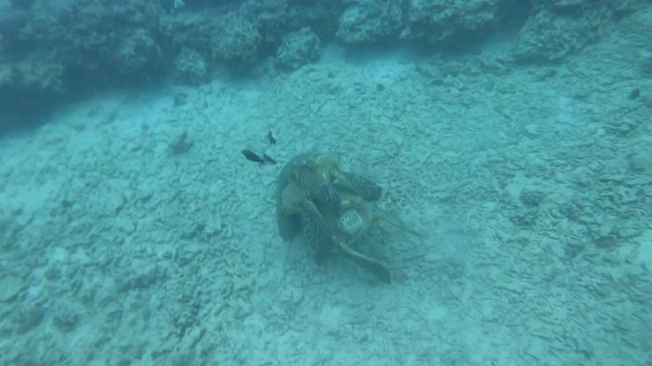 3000psi Dive School - Seeing sea turtles start to mate was a once in a lifetime experience. - Scuba Diving Near Me