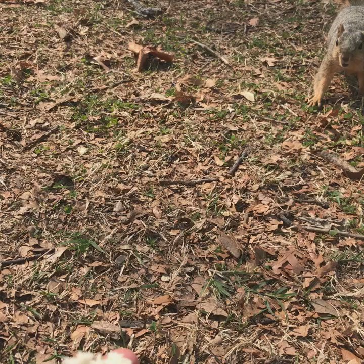 Woodward Park - Feeding the squirrels bread. Super friendly! - Parks Near Me - Tulsa, Oklahoma