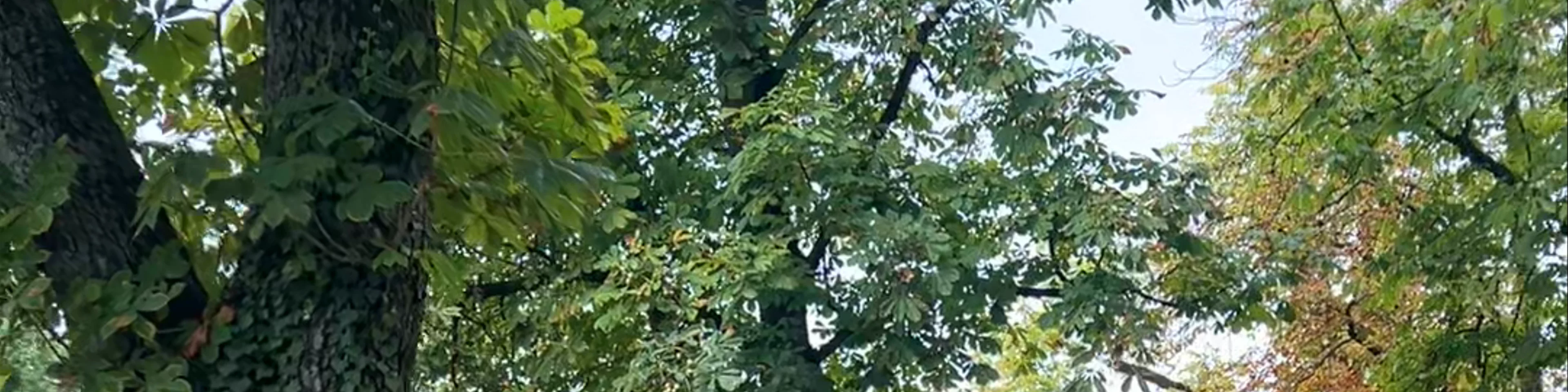Park Bele IV