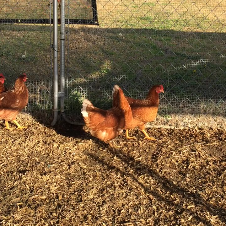 D & L Farm and Home - Free range chickens - Pet Stores Near Me - Denton, Texas