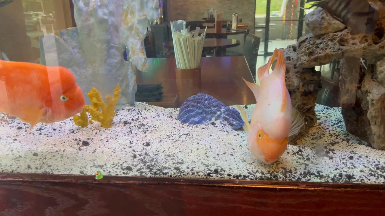 Tsunami Mount Pleasant - Awesome fishtank - Sushi Bars Near Me - Mount Pleasant, South Carolina