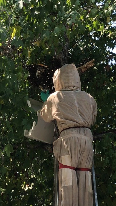 So Cal Beedad - Beedad with swarm trying to figure out what he's doing. - Pest Control Near Me