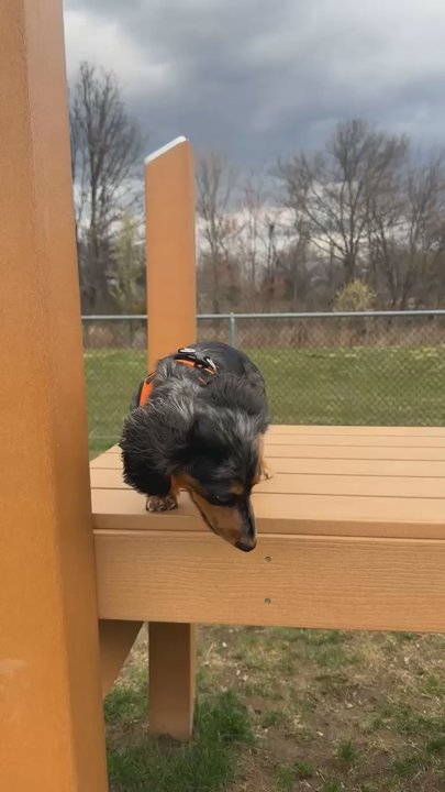 Metuchen-Edison Community Dog Park - Dog Parks Near Me - Edison, New Jersey