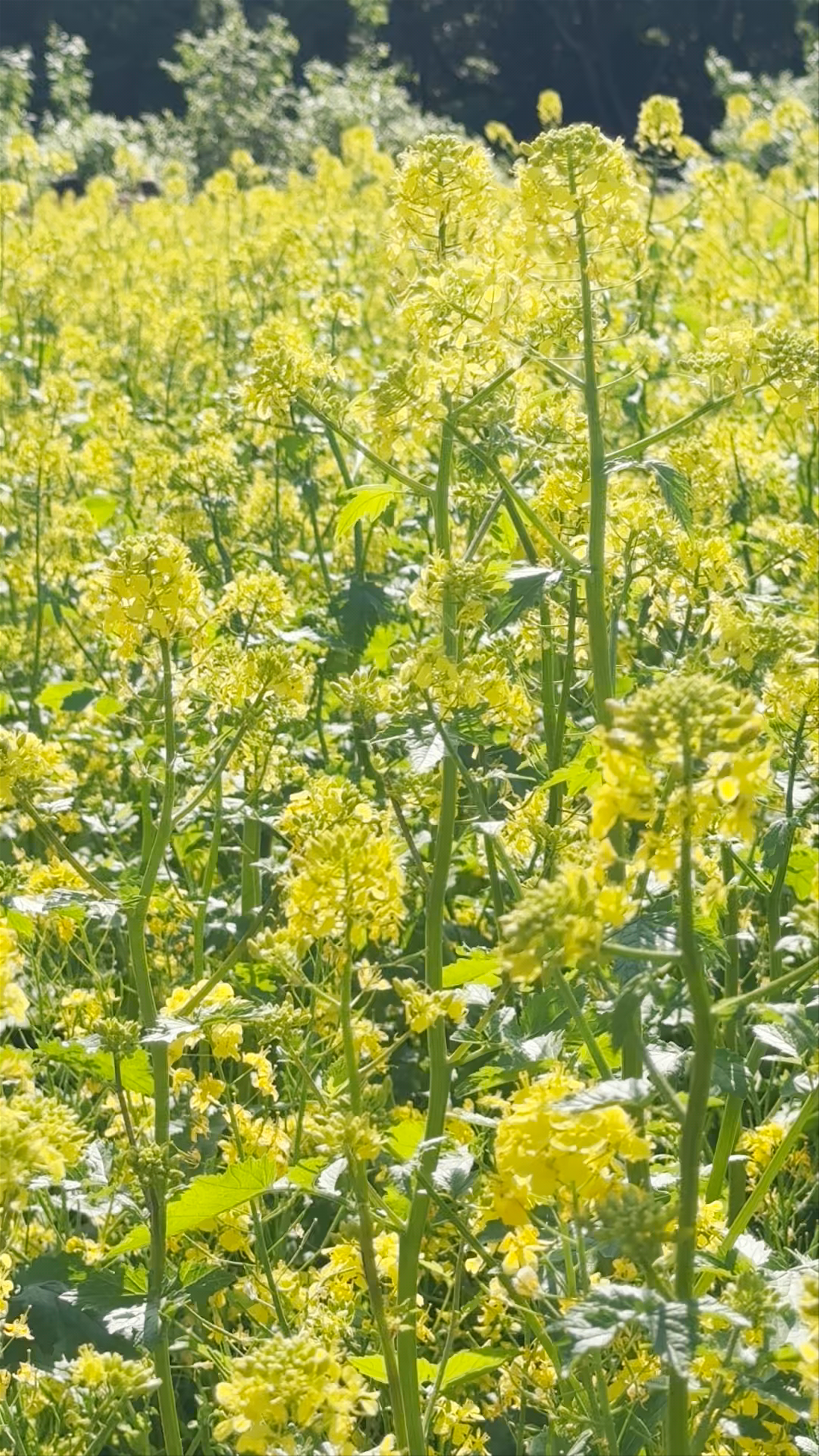 Hitachi Seaside Park