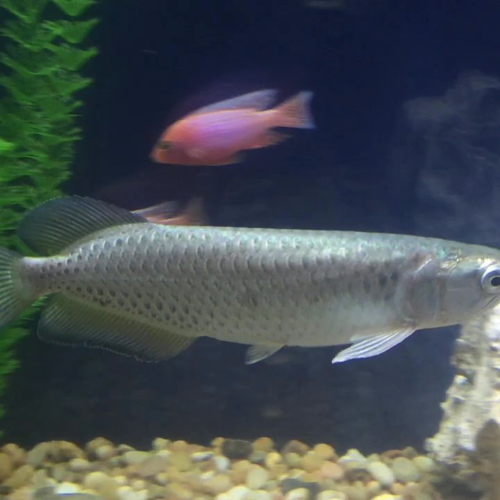 CD Aquarium - Pet Stores Near Me - San Jose, California