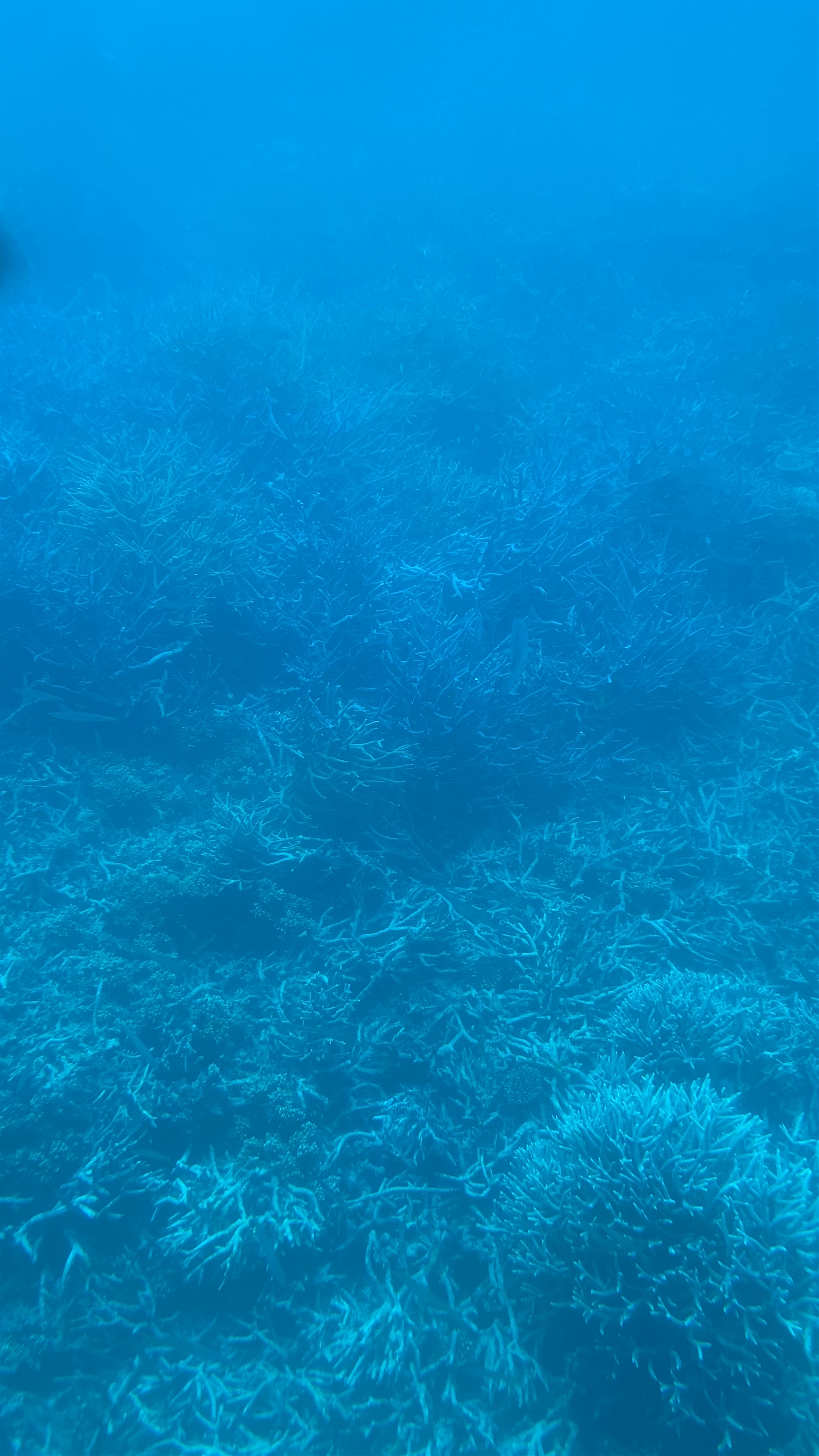 Tusa Reef Tours - Cairns Premium Great Barrier Reef Tours | Snorkel & Diving