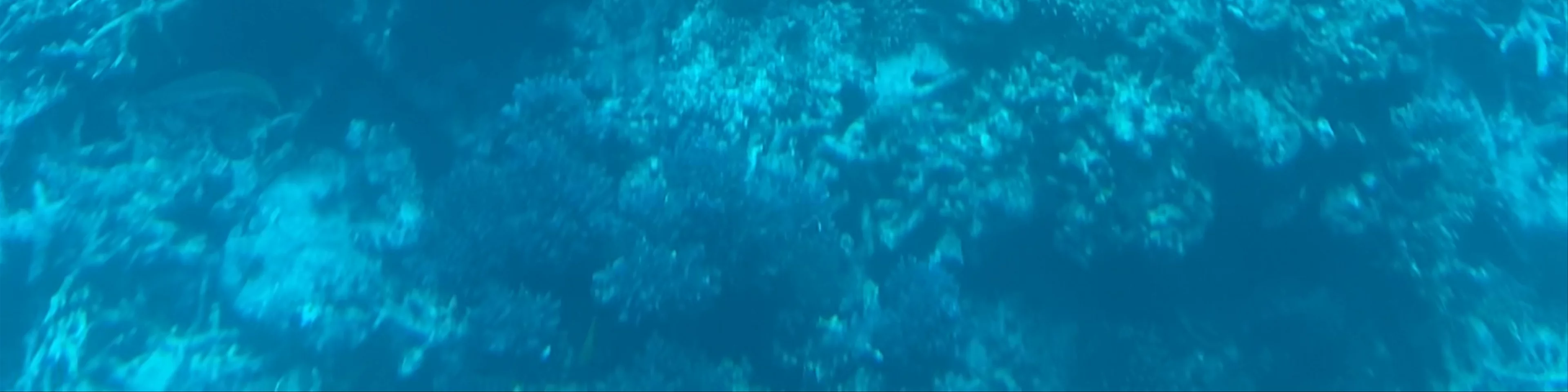 Tusa Reef Tours - Cairns Premium Great Barrier Reef Tours | Snorkel & Diving