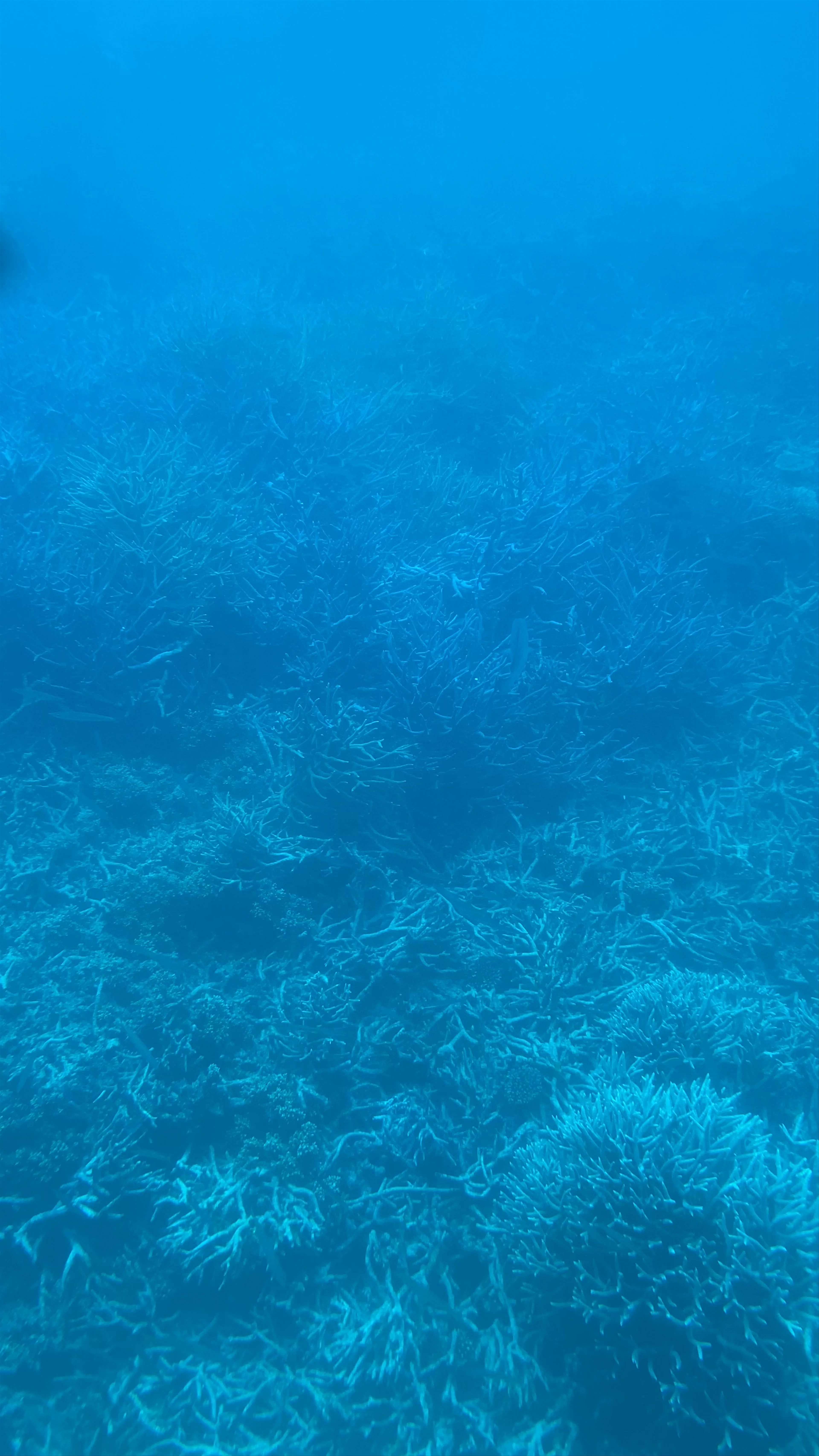 Tusa Reef Tours - Cairns Premium Great Barrier Reef Tours