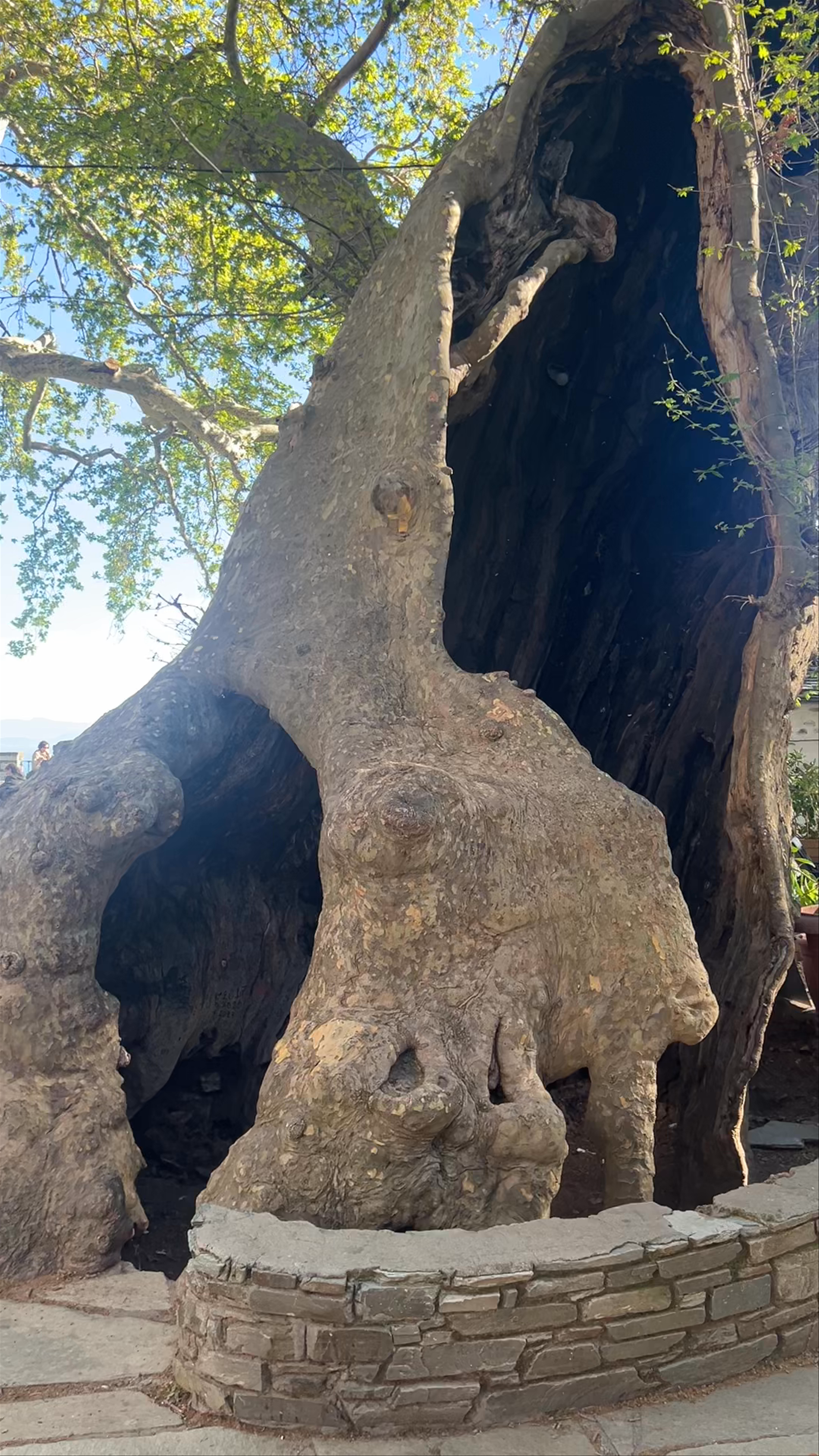 Sycamore of peace square