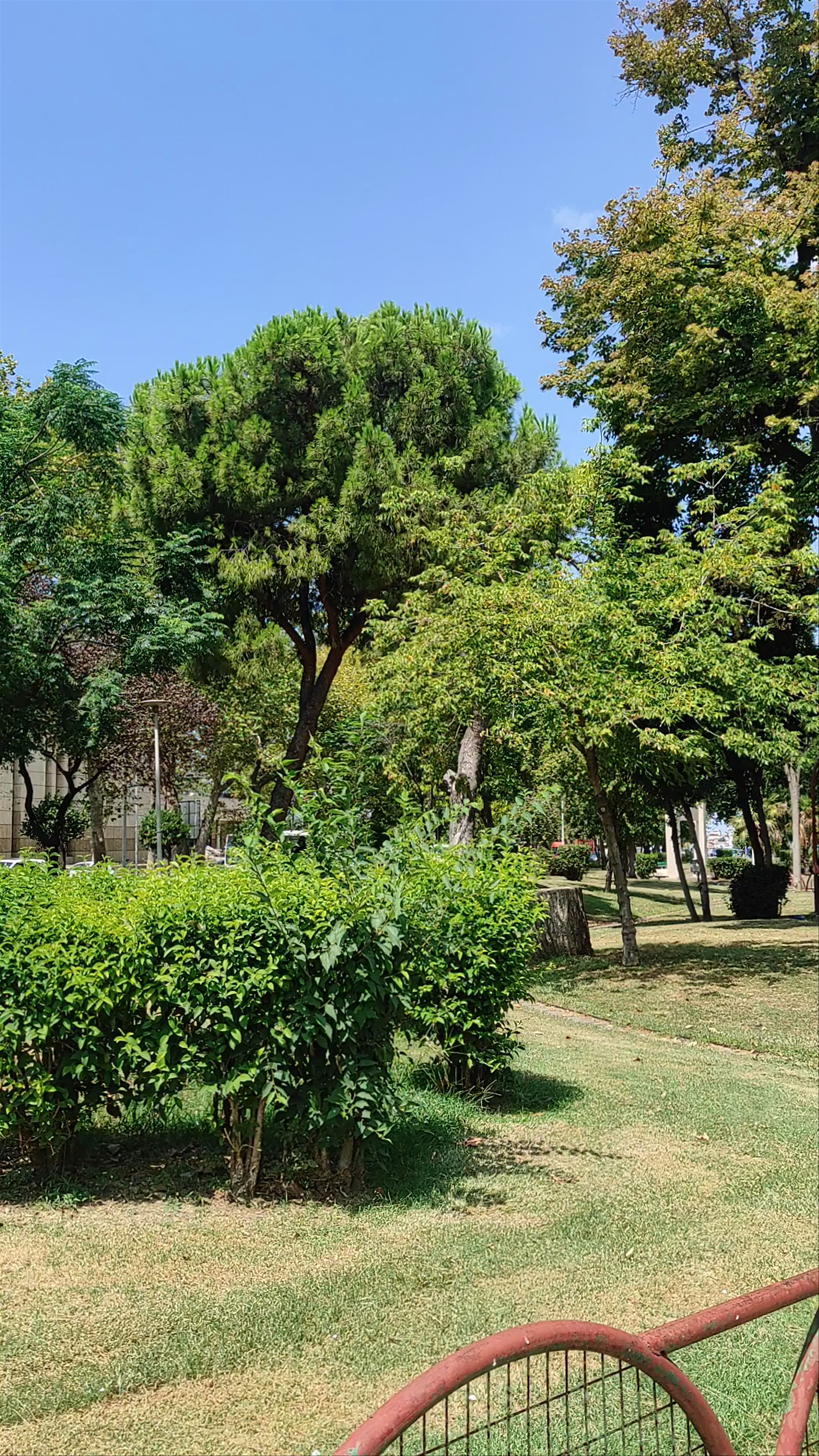 YMCA Park