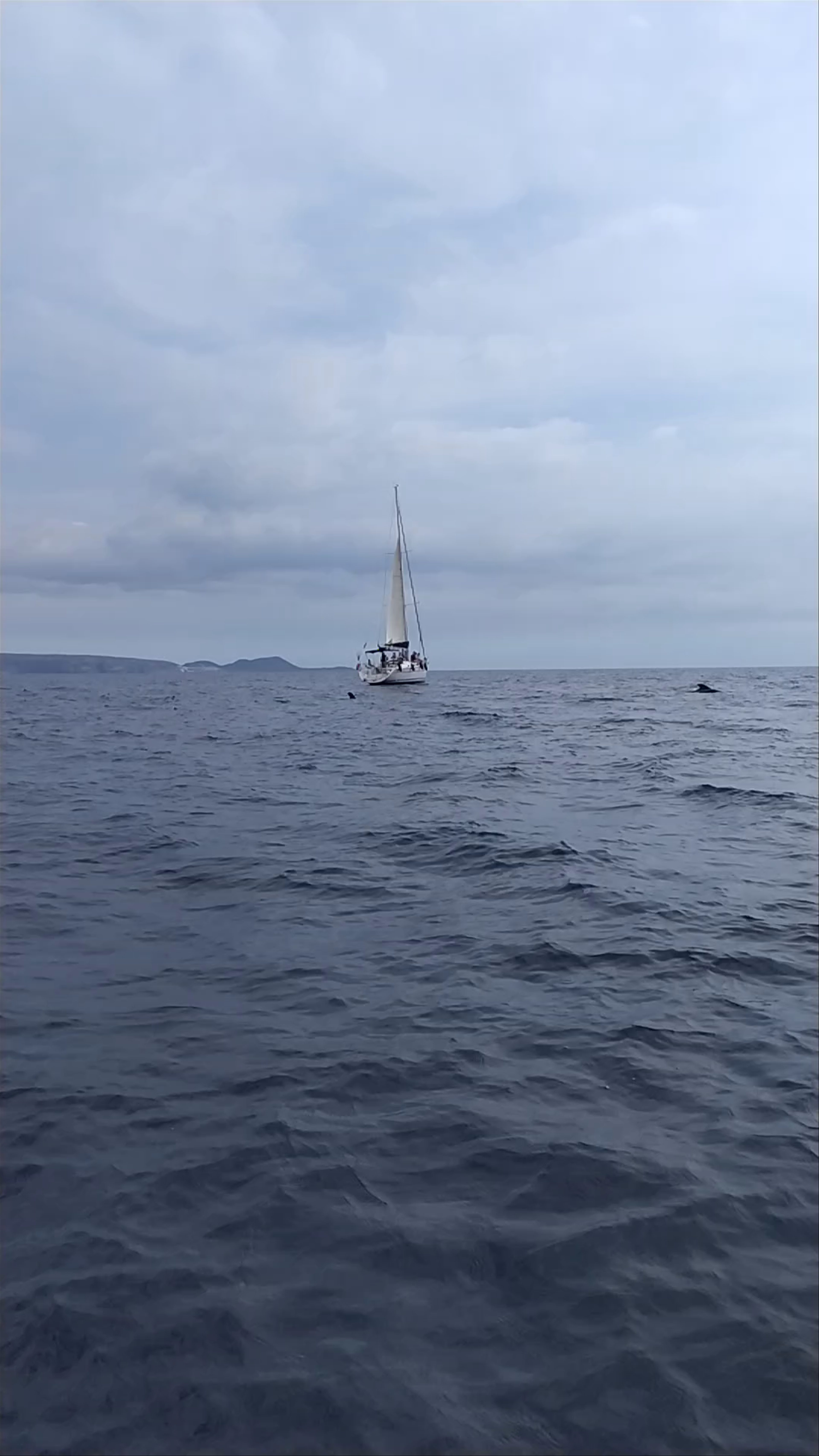 Sailing and Whale Watching at Puerto Colón, Playa de las Américas