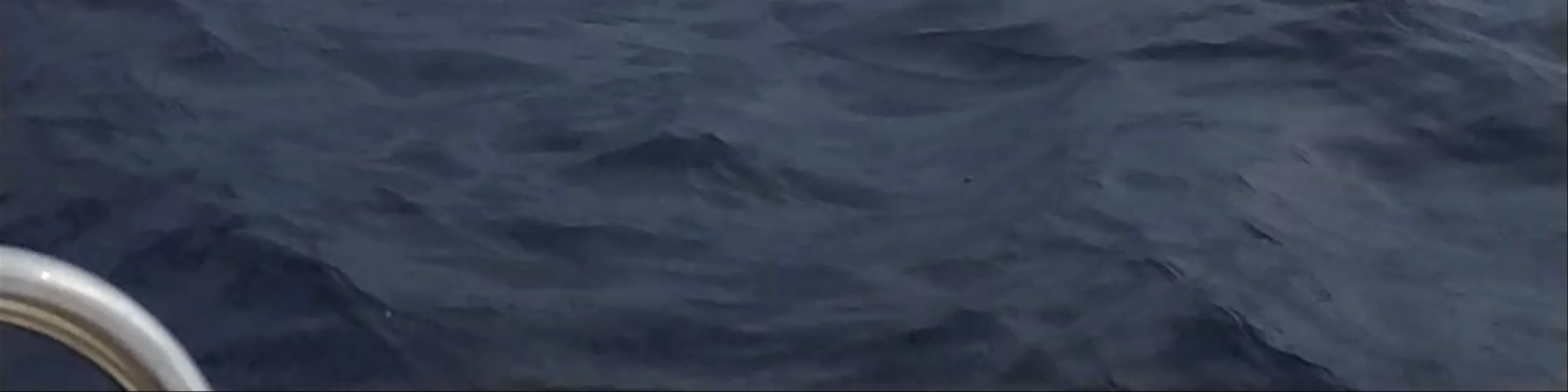 Whale Spotting