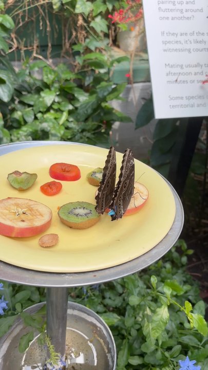 Peggy Notebaert Nature Museum - snacking - Museums Near Me - Chicago, Illinois
