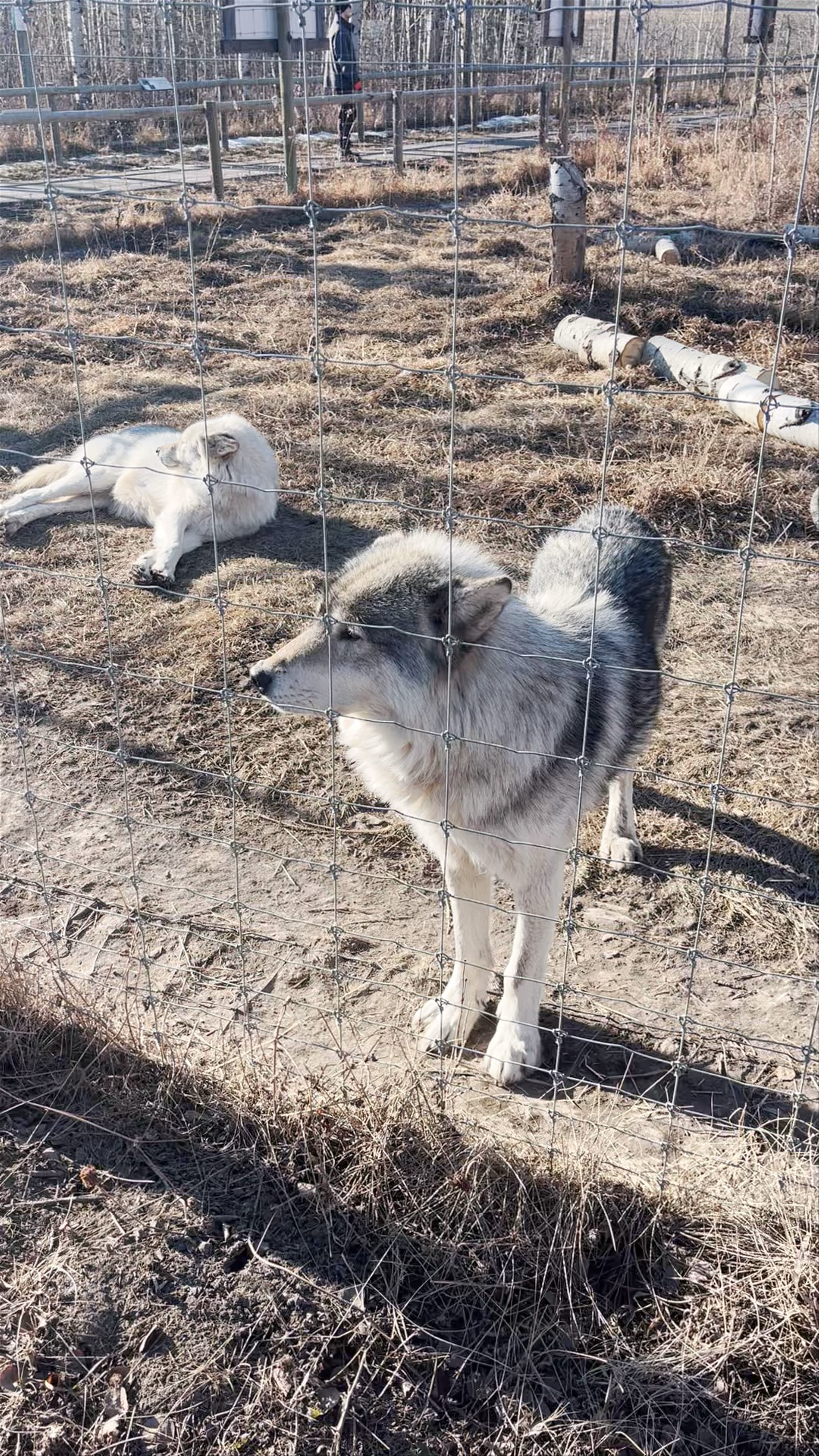 Yamnuska Wolfdog Sanctuary